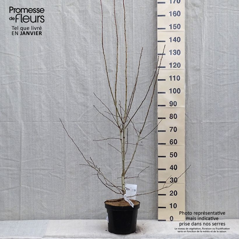 Exemplar von Crataegus grignonensis - Hahnendorn Topf mit 7,5L/10L wie im Winter geliefert