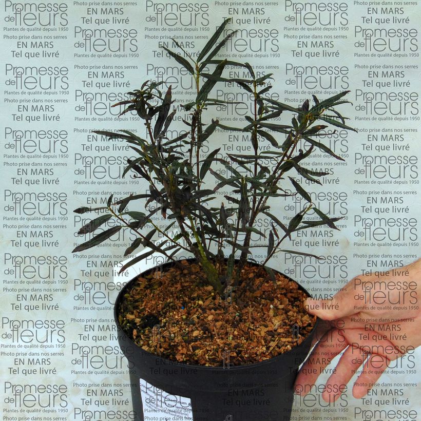 Beispiel eines Exemplars von Crinodendron hookerianum Ada Hoffman - Crinodendron Topf mit 4L/5L wie geliefert