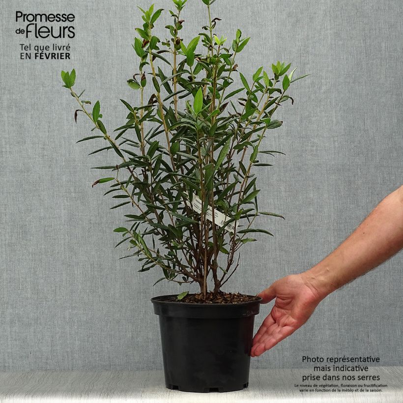 Exemplar von Crinodendron hookerianum - Crinodendron Topf mit 4L/5L wie im Herbst geliefert