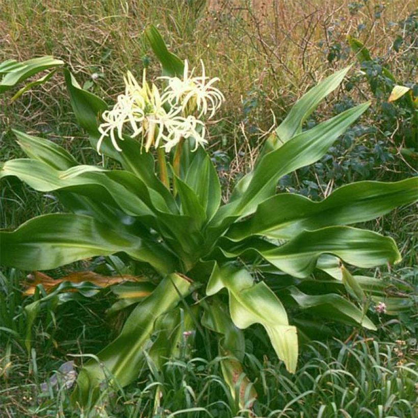 Crinum asiaticum - Hakenlilie (Hafen)