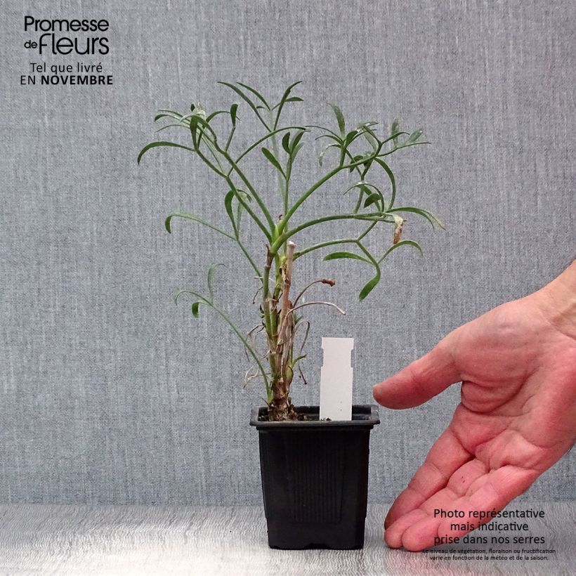 Exemplar von Meerfenchel - Crithmum maritimum Kleine Töpfe von 8/9 cm wie im Herbst geliefert