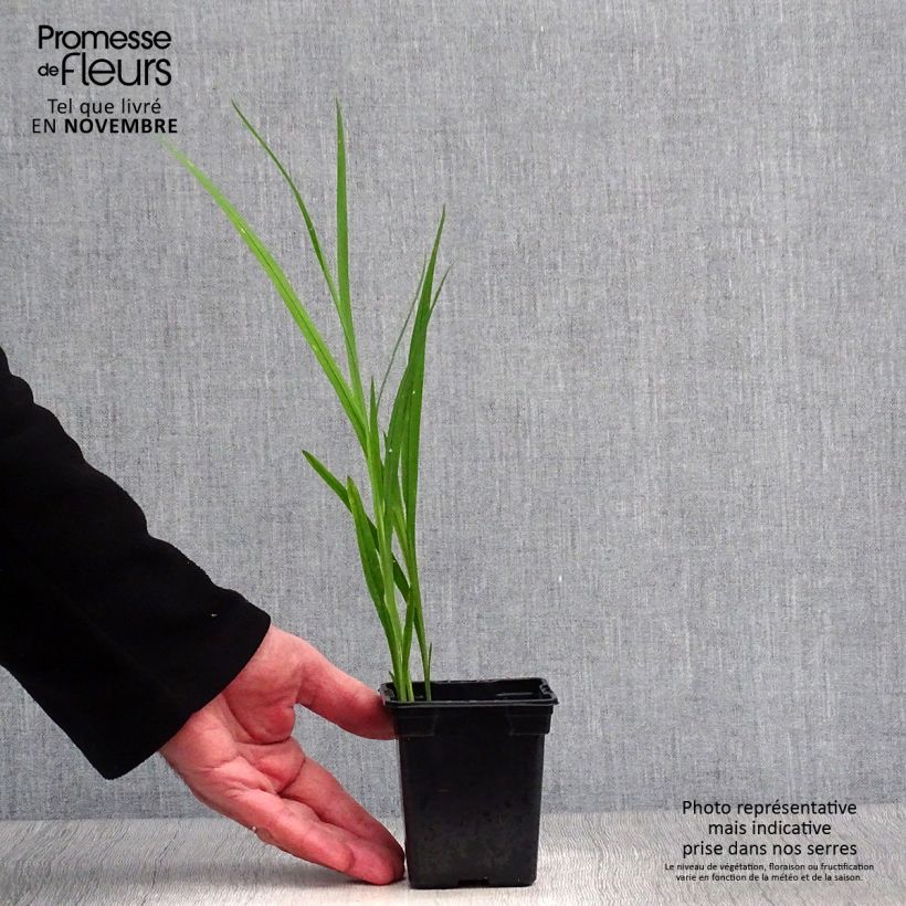 Exemplar von Montbretie Carmine Brillant - Crocosmia Kleine Töpfe von 7/8 cm wie im Herbst geliefert