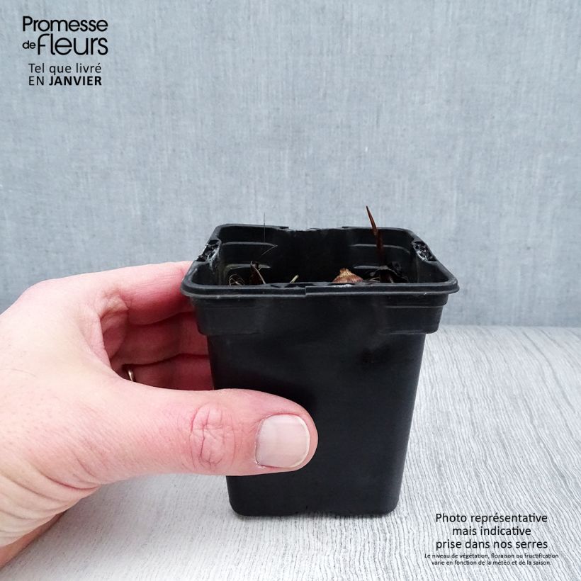 Exemplar von Montbretie George Davison - Crocosmia Kleine Töpfe von 7/8 cm wie im Winter geliefert