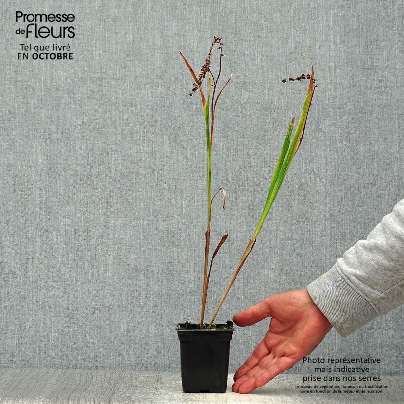 Exemplar von Montbretie Météore - Crocosmia Kleine Töpfe von 7/8 cm wie im Herbst geliefert