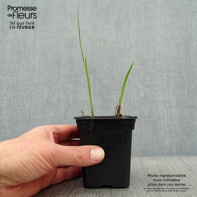 Exemplar von Montbretie Météore - Crocosmia Kleine Töpfe von 7/8 cm wie im Winter geliefert