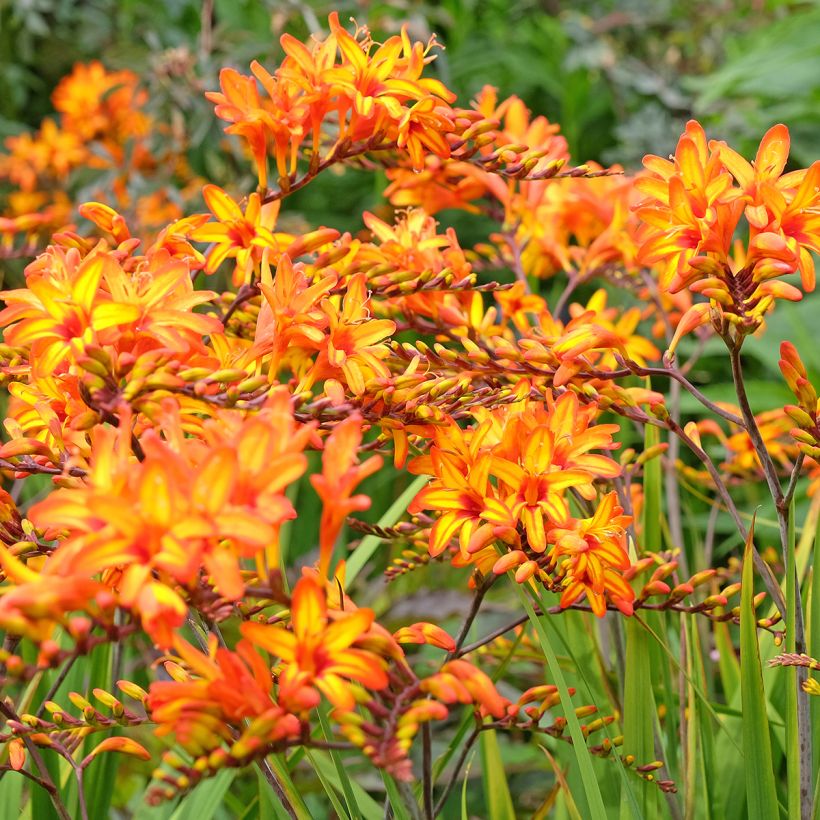 Montbretie Firestarter - Crocosmia (Hafen)