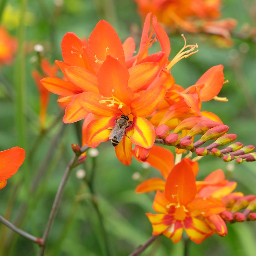 Montbretie Scorchio - Crocosmia (Blüte)