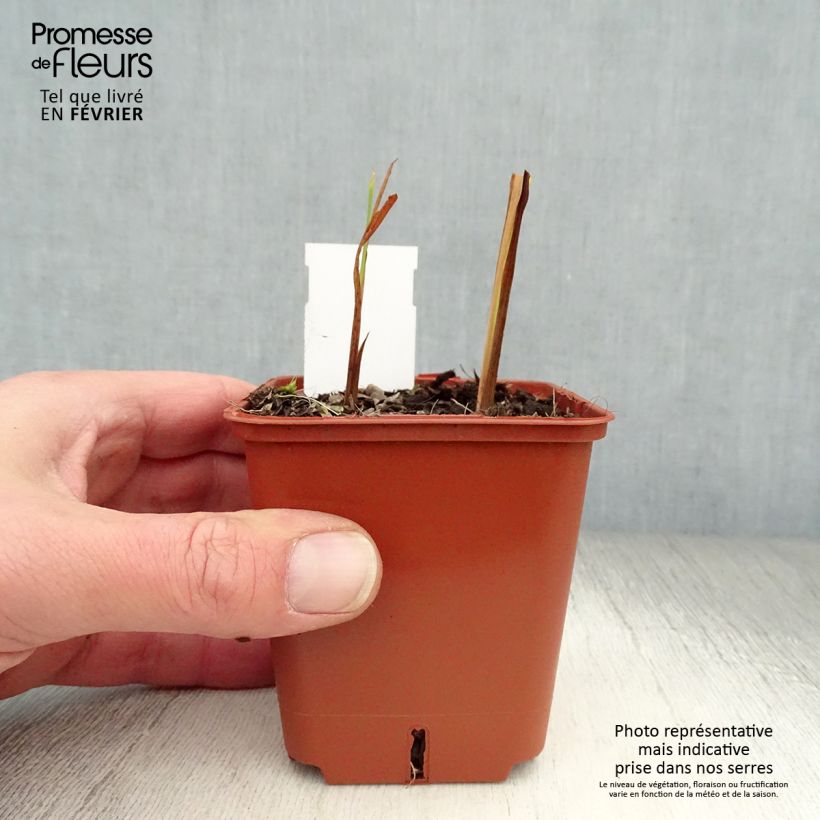 Exemplar von Montbretie Paul’s Best Yellow - Crocosmia Kleine Töpfe von 8/9 cm wie im Winter geliefert