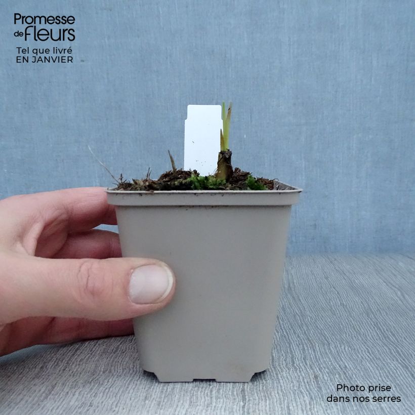 Exemplar von Montbretie Saracen - Crocosmia Kleine Töpfe von 8/9 cm wie im Winter geliefert