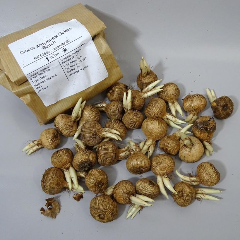Beispiel eines Exemplars von Krokus Golden Bunch - Crocus ancyrensis Zwiebel Kaliber/Größe 5+ wie geliefert