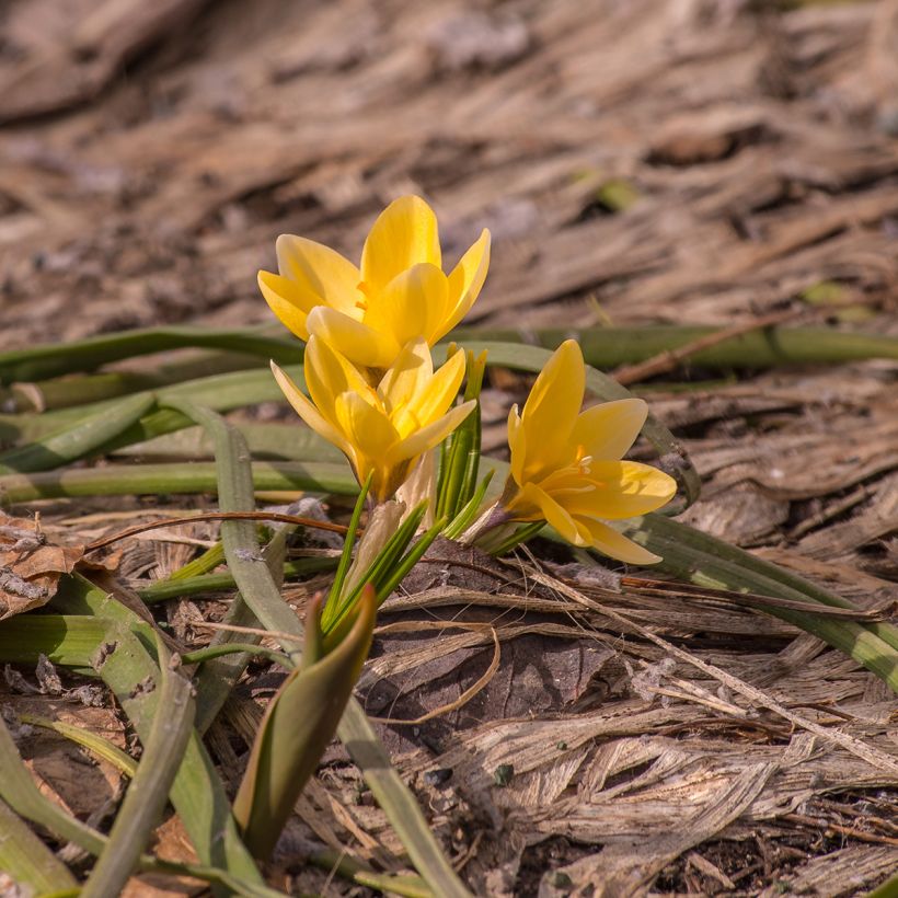 Krokus Advance - Crocus chrysanthus (Hafen)