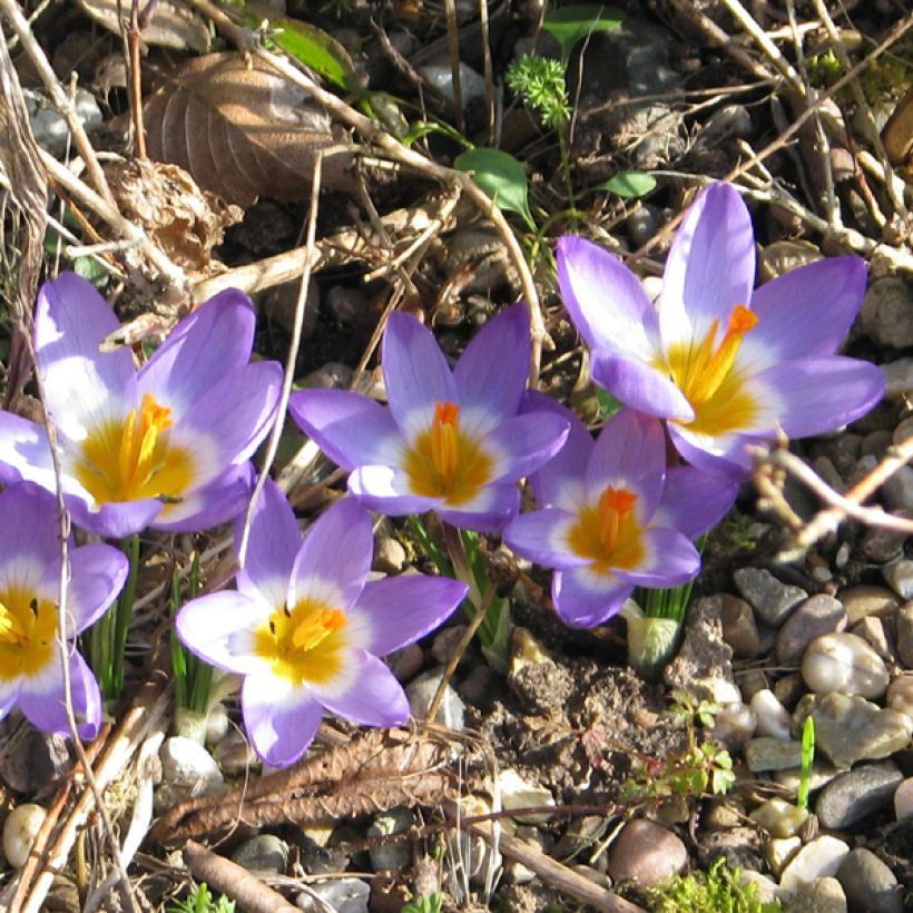 Sieber-Krokus Tricolor - Crocus sieberi (Blüte)