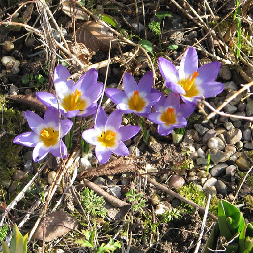 Sieber-Krokus Tricolor - Crocus sieberi (Hafen)