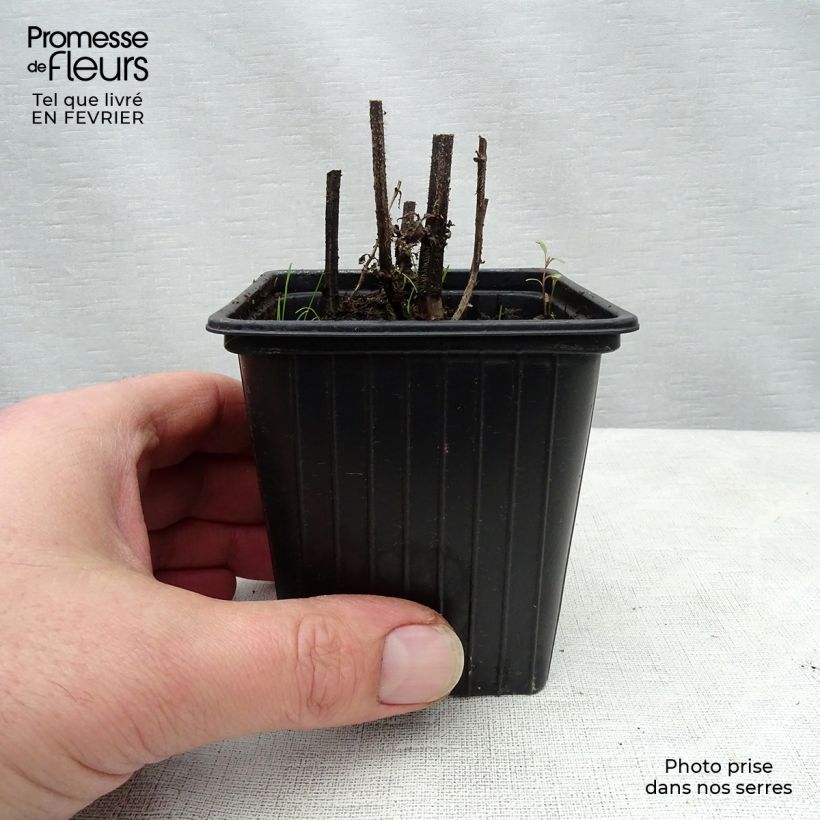 Exemplar von Knollen-Ziest Bio - Stachys affinis Kleine Töpfe von 8/9 cm wie im Winter geliefert