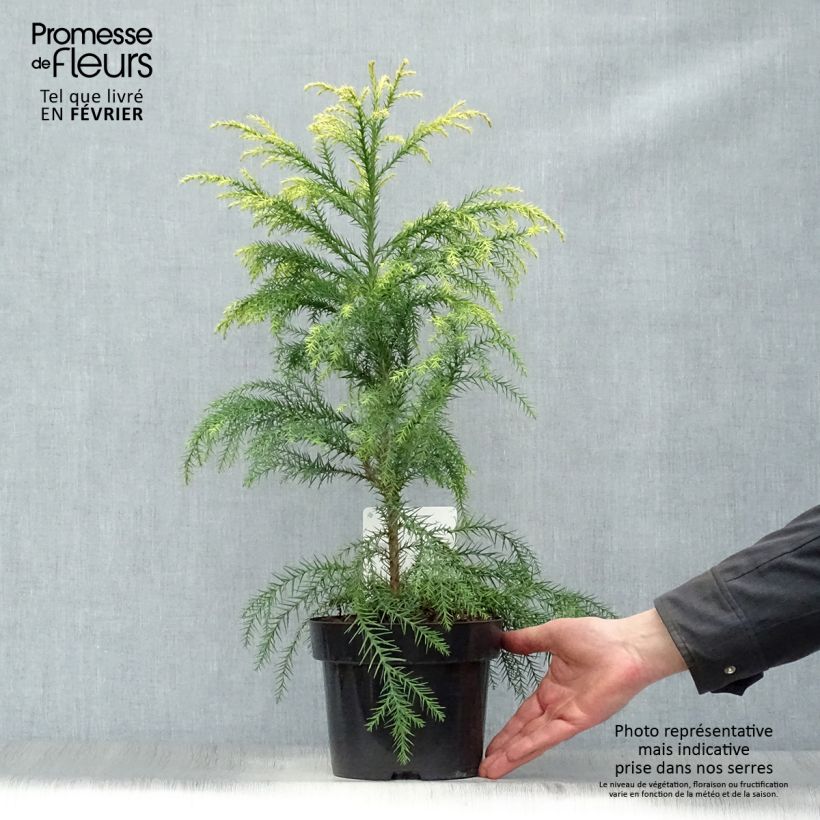 Exemplar von Cryptomeria japonica Sekkan Sugi Topf mit 2L/3L wie im Winter geliefert