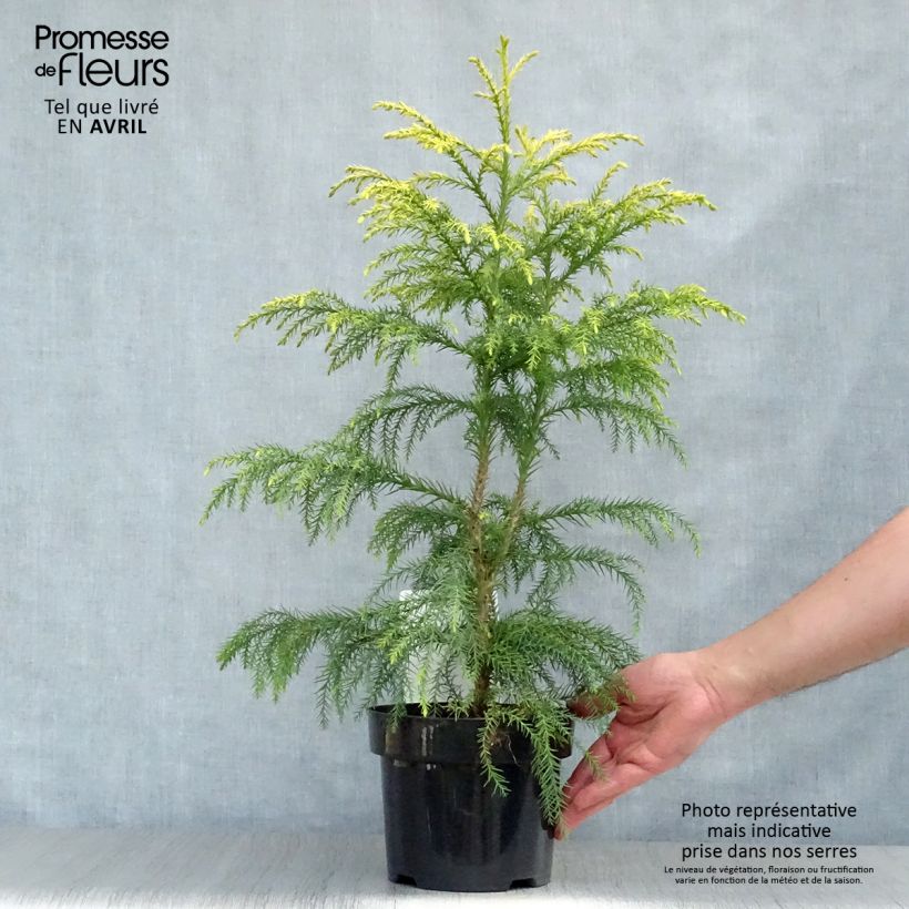 Exemplar von Cryptomeria japonica Sekkan Sugi Topf mit 2L/3L wie im Frühjahr geliefert