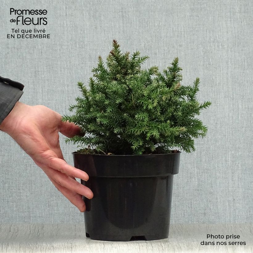 Exemplar von Cryptomeria japonica Vilmoriniana Topf mit 2L/3L wie im Winter geliefert