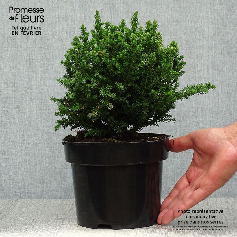 Exemplar von Cryptomeria japonica Vilmoriniana Topf mit 2L/3L wie im Herbst geliefert