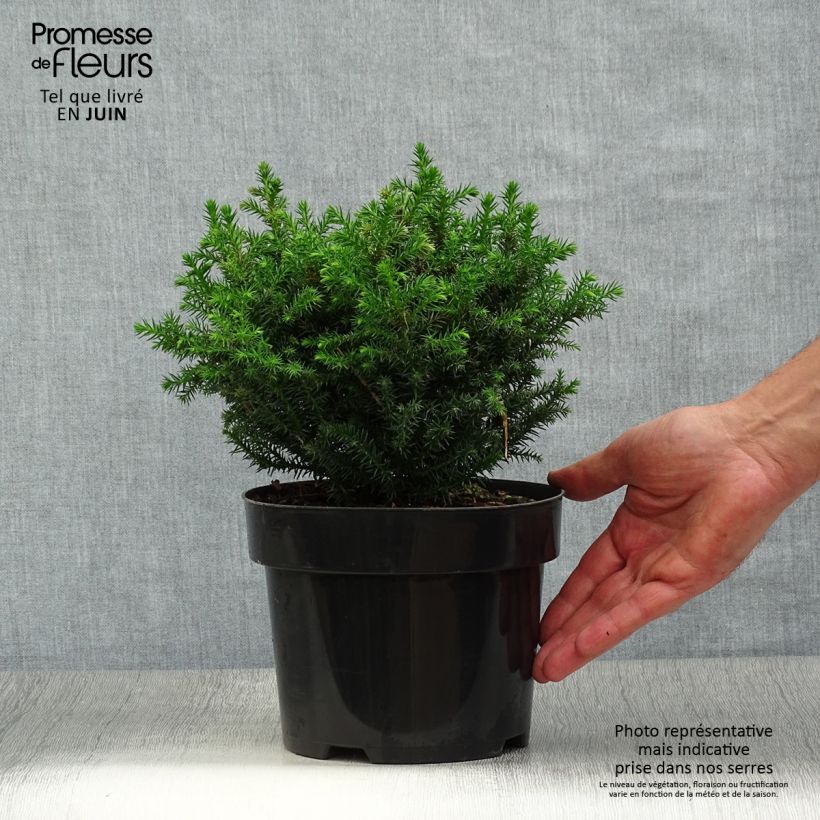 Exemplar von Cryptomeria japonica Vilmoriniana Topf mit 2L/3L wie im Sommer geliefert