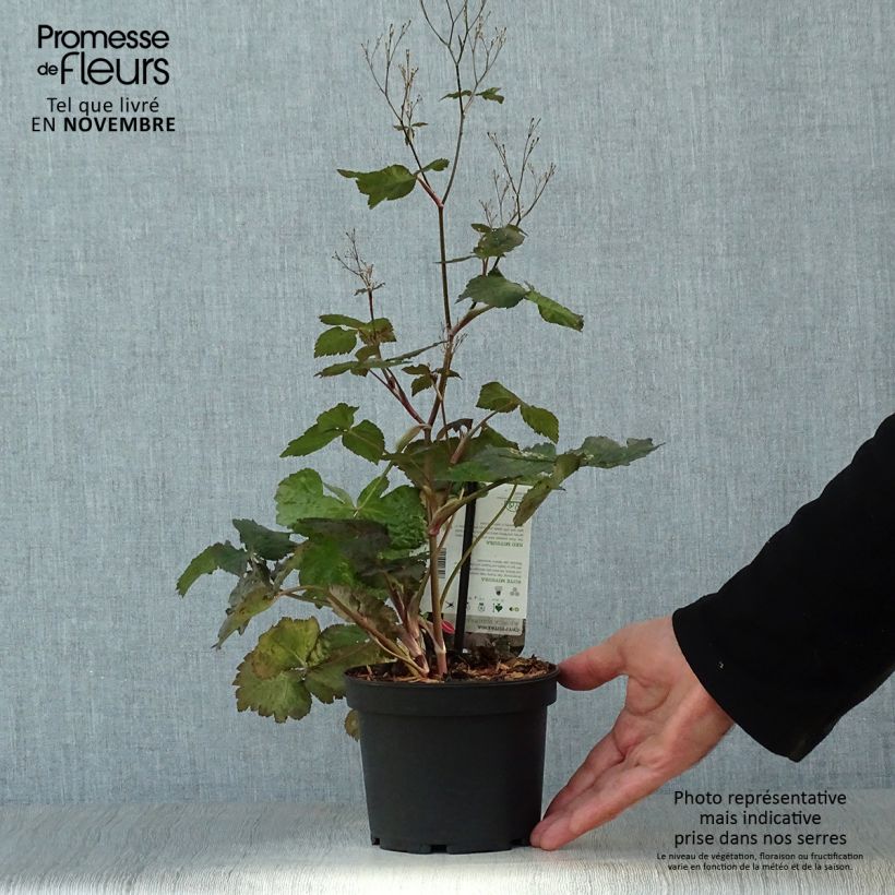Exemplar von Cryptotaenia japonica f. atropurpurea - Japanische Purpur-Petersilie Topf mit 1,5L/2L wie im Herbst geliefert