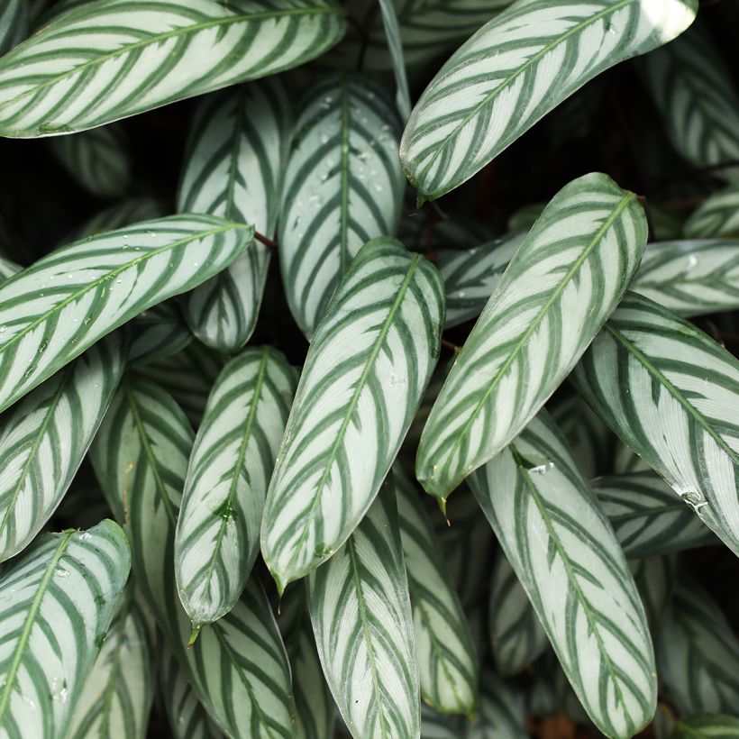 Ctenanthe Compactstar (Laub)