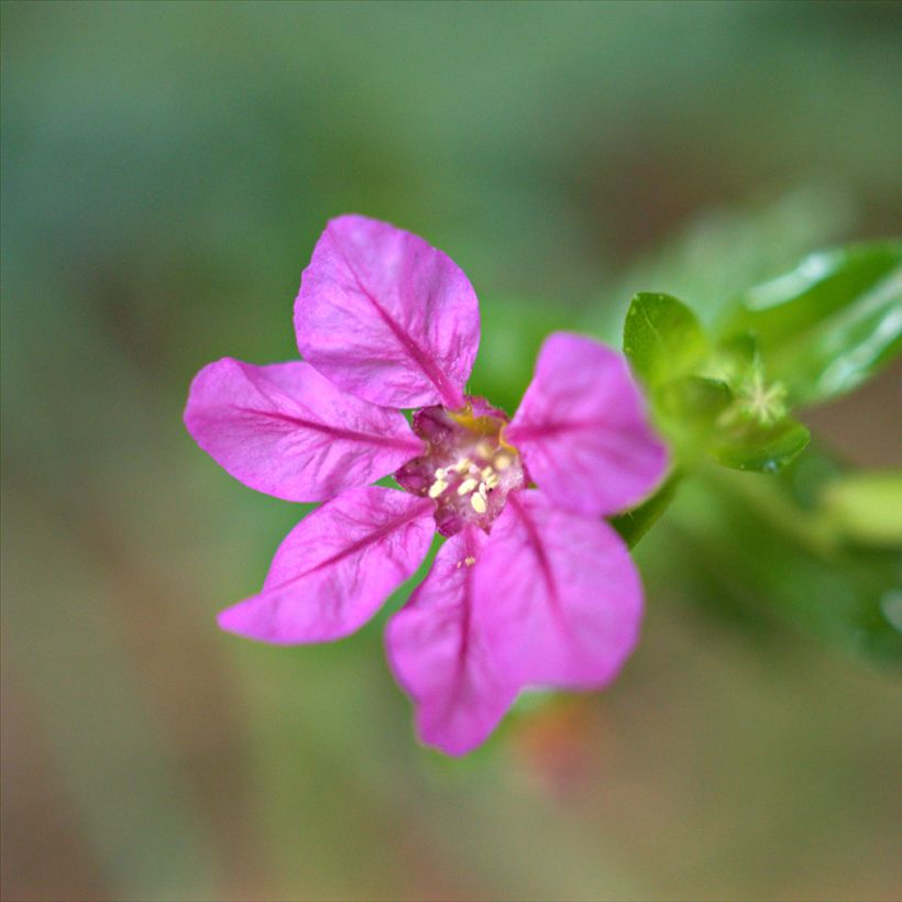 Cuphea hyssopifolia Purple - Japanische Scheinmyrthe (Blüte)