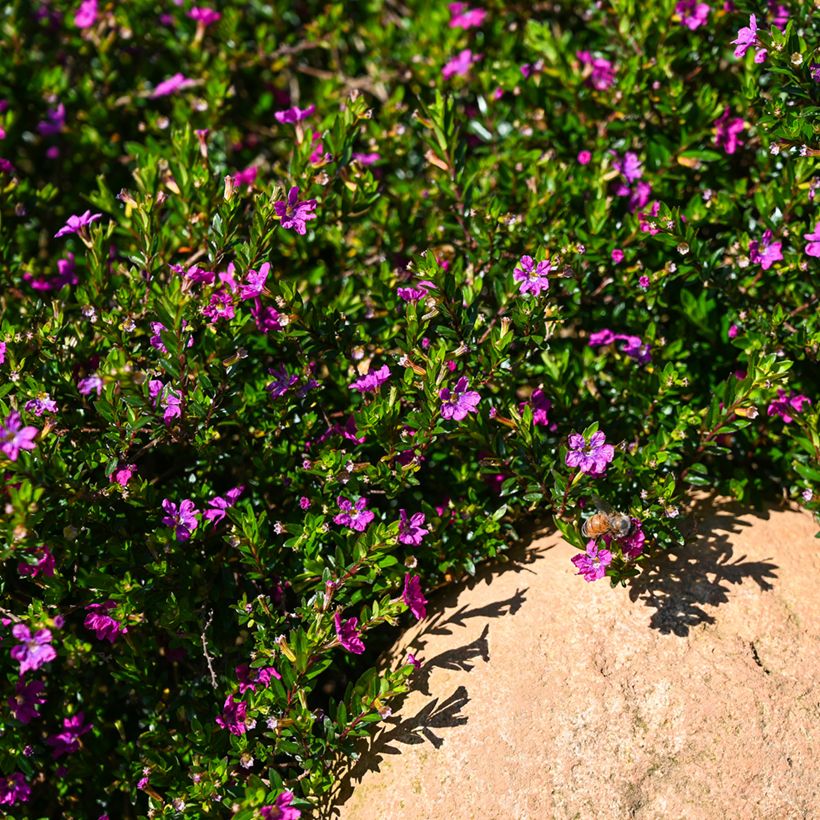 Cuphea hyssopifolia Purple - Japanische Scheinmyrthe (Hafen)