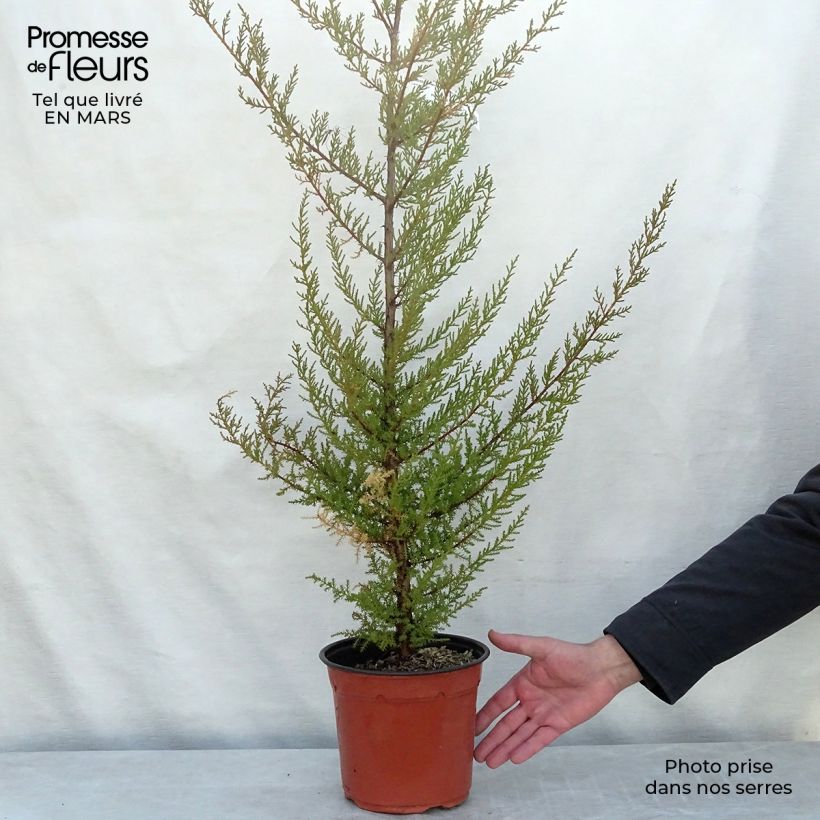 Exemplar von Cupressus macrocarpa - Monterey-Zypresse Topf mit 2L/3L wie im Winter geliefert