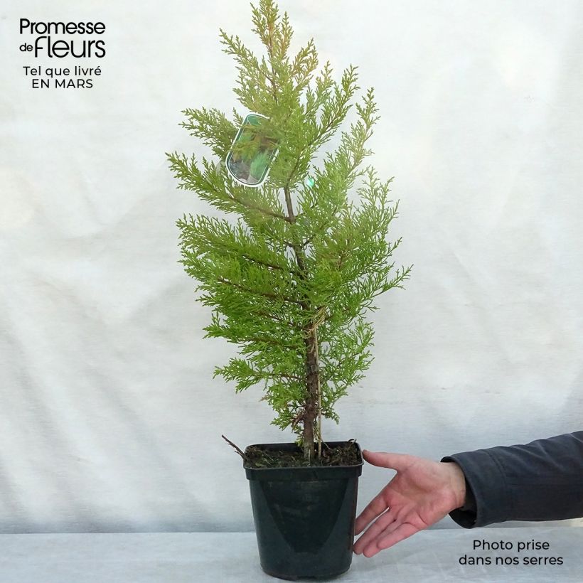 Exemplar von Cupressus macrocarpa Goldcrest - Monterey-Zypresse Topf mit 4L/5L wie im Winter geliefert