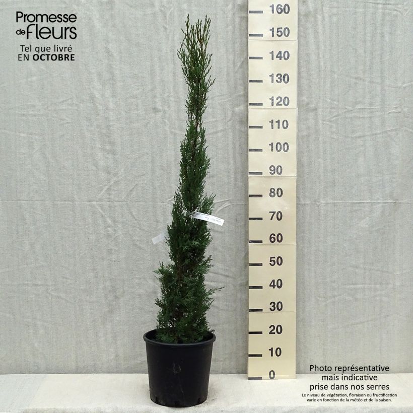 Exemplar von Cupressus sempervirens var. stricta - Mittelmeer-Zypresse Topf mit 7,5L/10L wie im Herbst geliefert