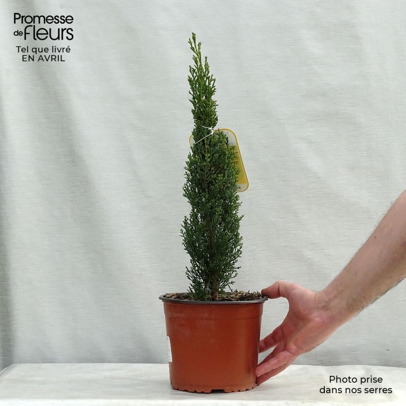 Exemplar von Cupressus sempervirens var. stricta Totem - Echte-Zypresse Topf mit 2L/3L wie im Frühjahr geliefert