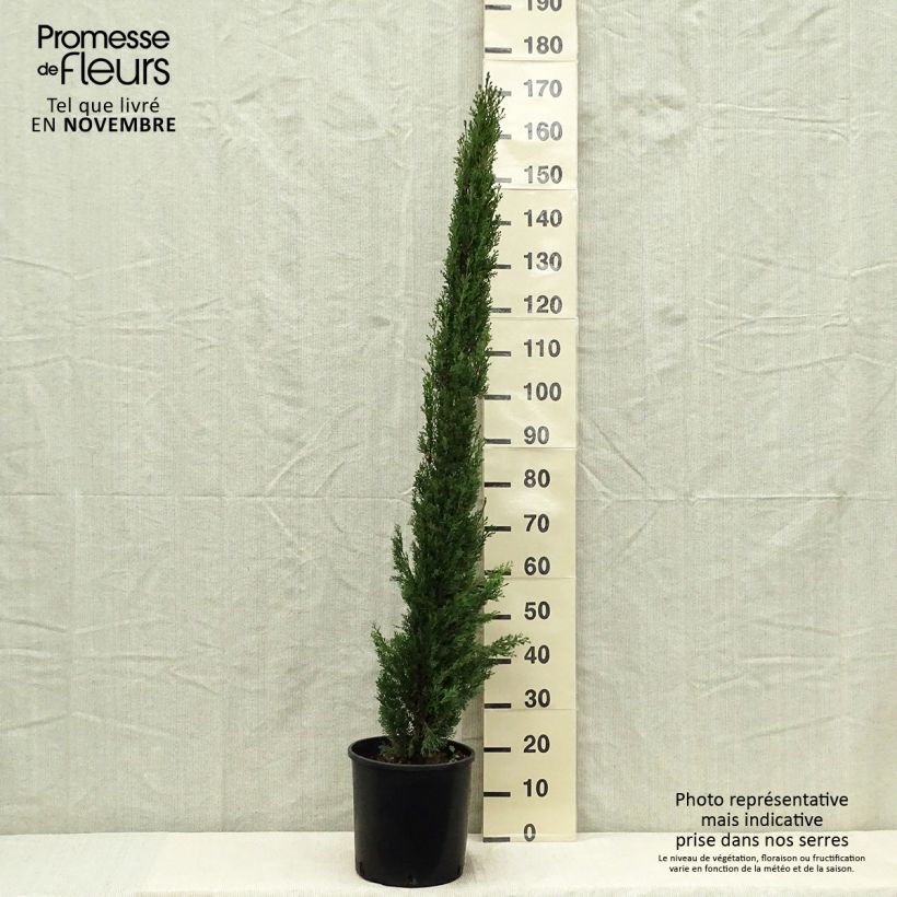 Exemplar von Cupressus sempervirens var. stricta Totem - Echte-Zypresse Topf mit 7,5L/10L wie im Herbst geliefert