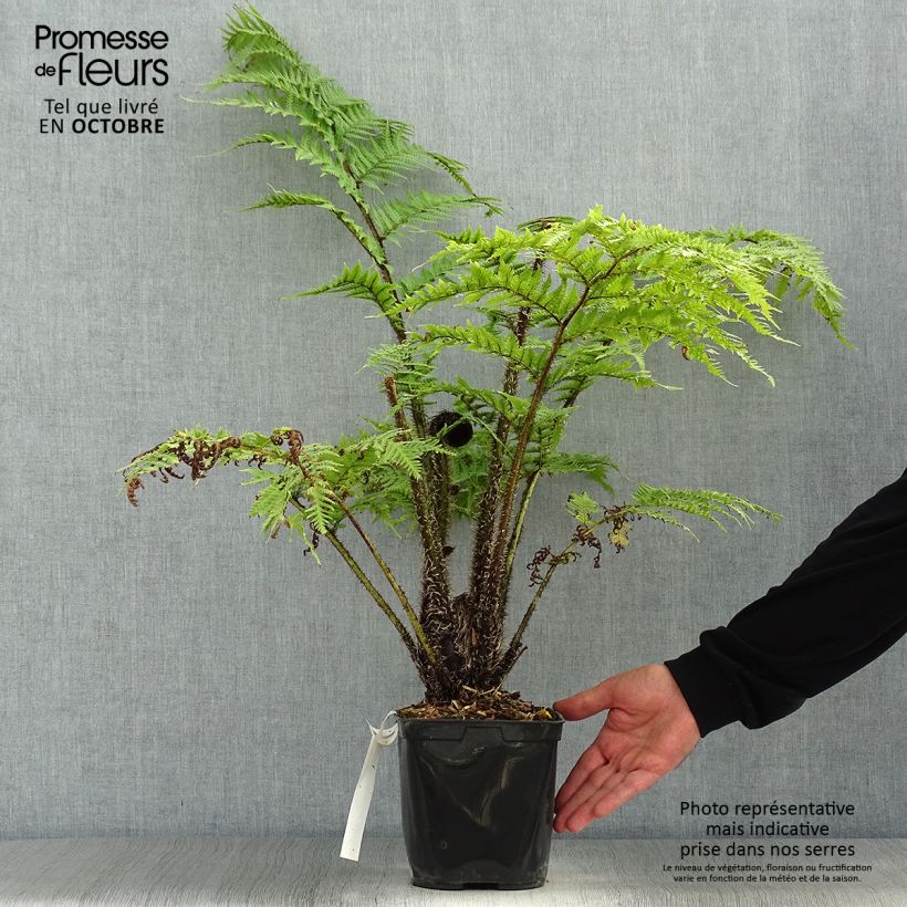 Exemplar von Cyathea cooperi - Australischer Baumfarn Topf mit 2L/3L wie im Herbst geliefert