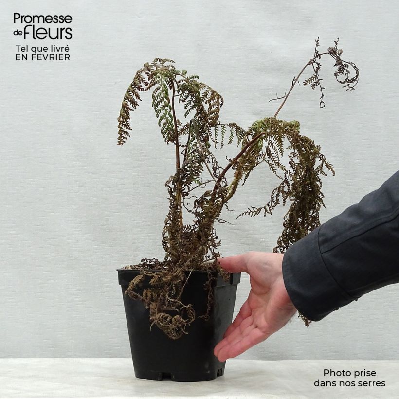 Exemplar von Cyathea medullaris - Schwarzer Baumfarn Topf mit 2L/3L wie im Winter geliefert