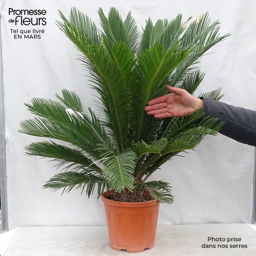 Exemplar von Cycas revoluta - Palmfarn Topf mit 4L/5L wie im Frühjahr geliefert