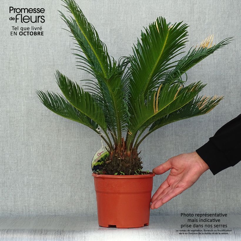 Exemplar von Cycas revoluta - Palmfarn Topf mit 2L/3L wie im Herbst geliefert