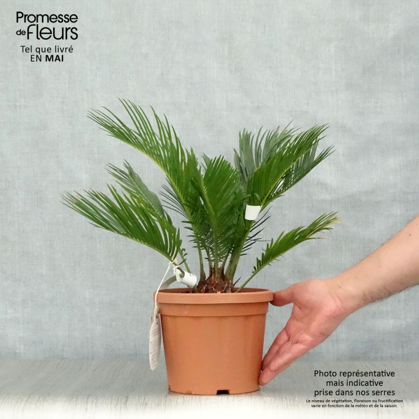 Exemplar von Cycas revoluta - Palmfarn Topf mit 2L/3L wie im Frühjahr geliefert