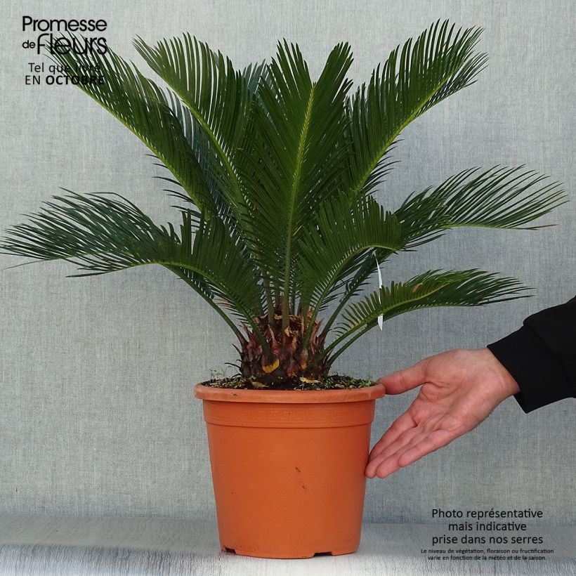 Exemplar von Cycas revoluta - Palmfarn Topf mit 4L/5L wie im Herbst geliefert