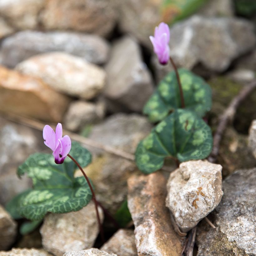 Cyclamen cilicium - Anatolien-Alpenveilchen (Hafen)