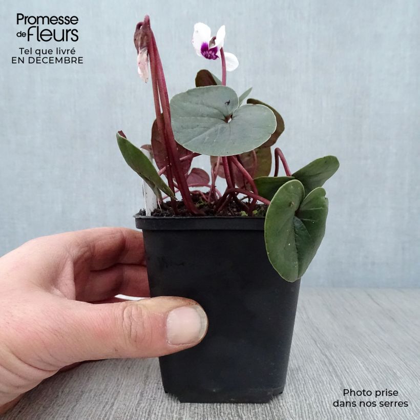 Exemplar von Cyclamen coum Album - Frühlings Alpenveilche Kleine Töpfe von 8/9 cm wie im Winter geliefert