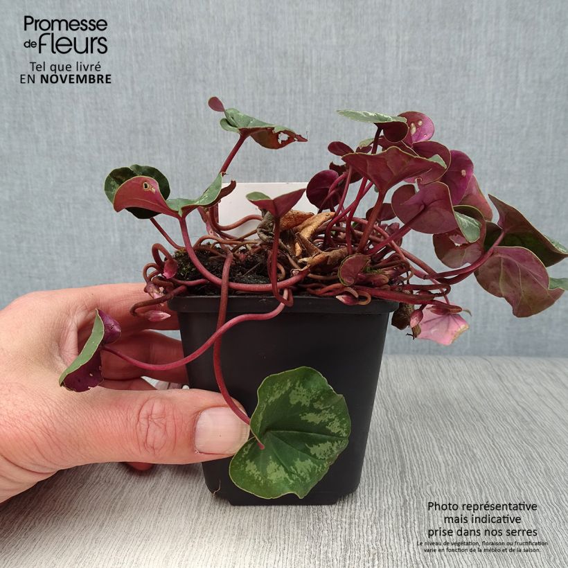 Exemplar von Cyclamen coum - Frühlings Alpenveilche Kleine Töpfe von 8/9 cm wie im Herbst geliefert