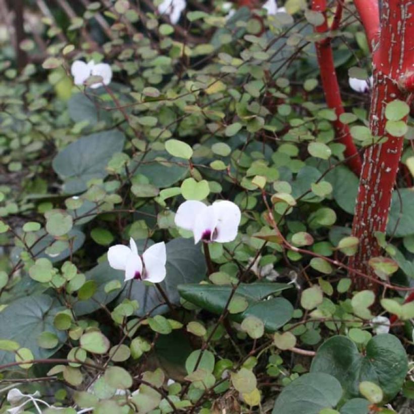Cyclamen coum Album - Frühlings Alpenveilche (Hafen)