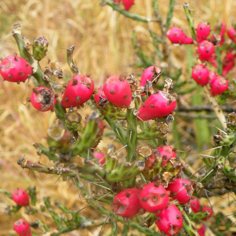 Cylindropuntia kleiniae (Ernte)