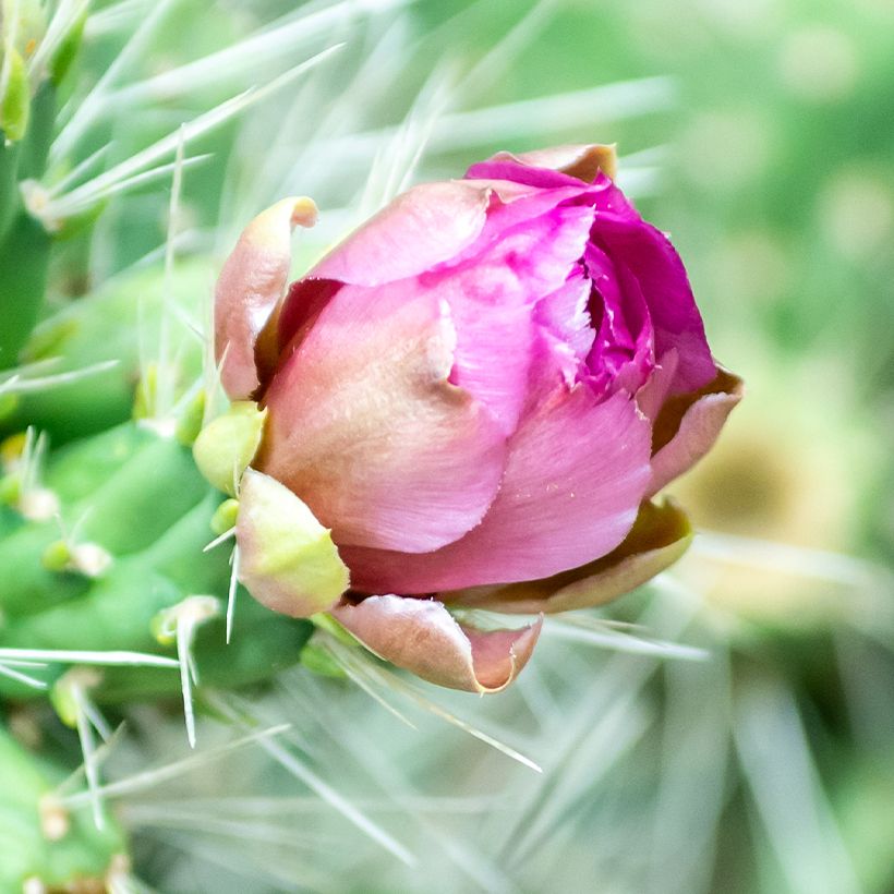 Cylindropuntia tunicata (Blüte)