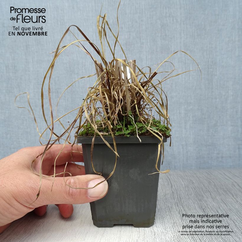 Exemplar von Cyperus glaber - Kahles Zypergras Kleine Töpfe von 8/9 cm wie im Herbst geliefert