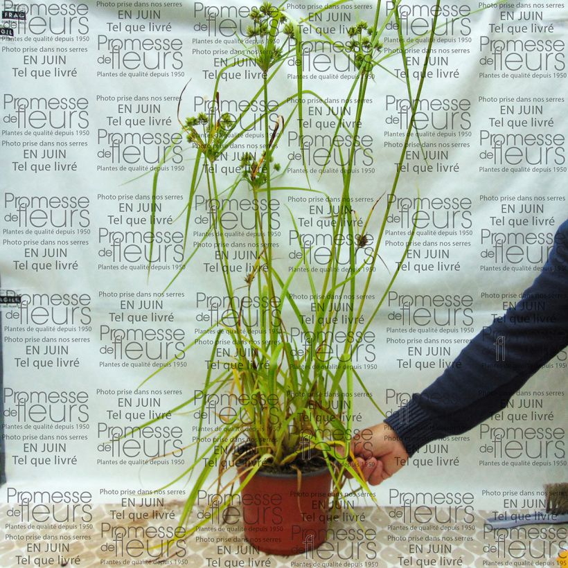 Beispiel eines Exemplars von Cyperus glaber - Kahles Zypergras Topf mit 4L/5L wie geliefert