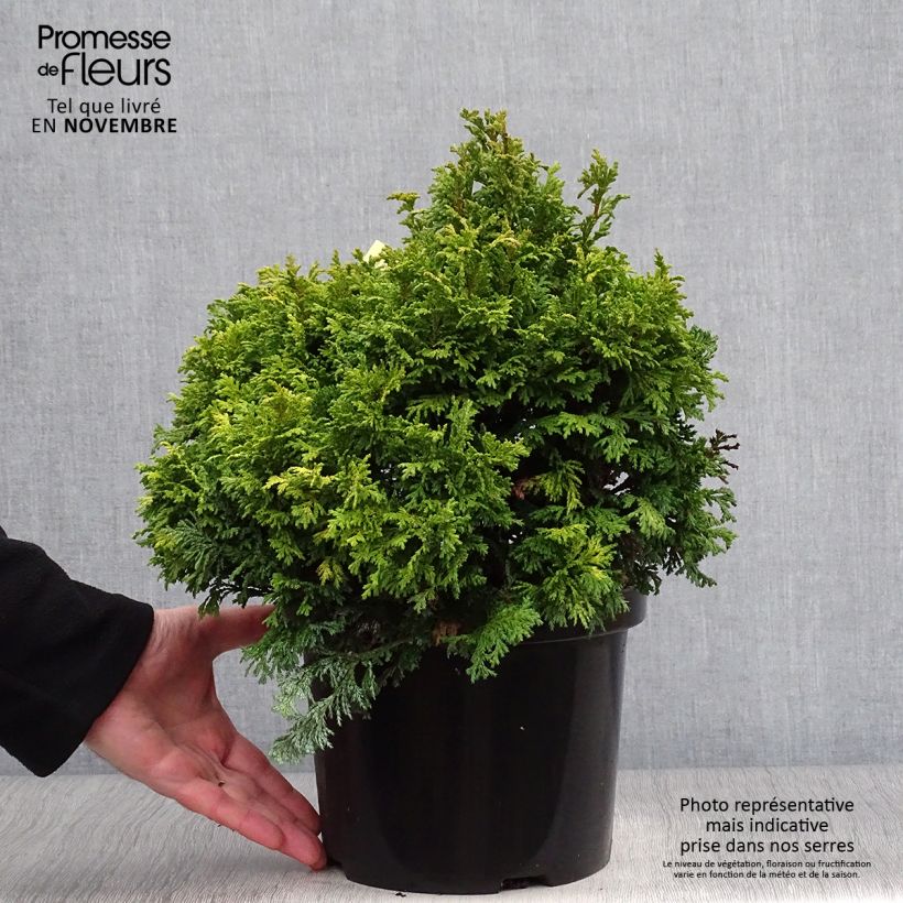 Exemplar von Chamaecyparis pisifera Golden Pincushion Topf mit 4L/5L wie im Herbst geliefert