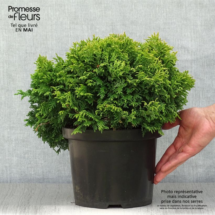 Exemplar von Chamaecyparis pisifera Golden Pincushion Topf mit 4L/5L wie im Frühjahr geliefert