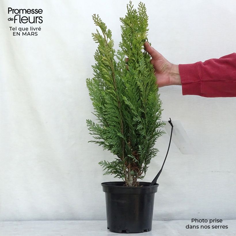 Exemplar von Chamaecyparis lawsoniana Alumigold Topf mit 2L/3L wie im Winter geliefert