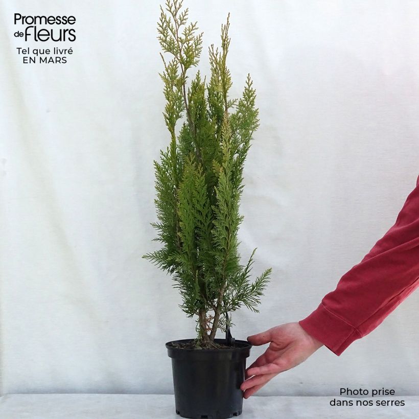 Exemplar von Chamaecyparis lawsoniana Alumigold Topf mit 7,5L/10L wie im Winter geliefert